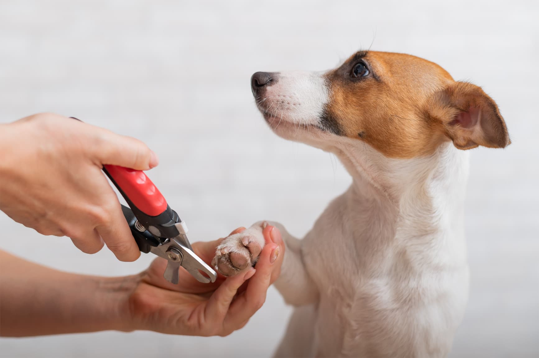 Imagem de um cachorro branco com manchas marrons sentado enquanto seu tutor corta suas unhas com um cortador de unhas para cão.